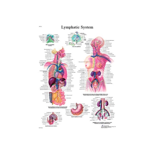3B Anatomical Chart - Lymphatic System, Paper